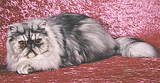 23_DLFkatz Up in Smoke